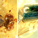 Insectos cretáceos encontrados atrapados en el ámbar de Myanmar.
